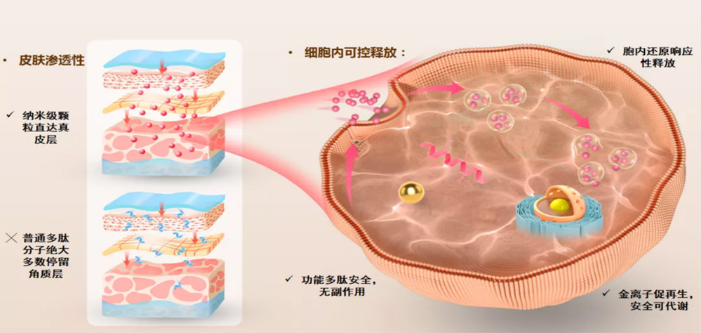 首個護膚領域納米超分子多肽技術(shù)產(chǎn)品-納金態(tài)研發(fā)成功！開啟未來多肽美容護膚新起點